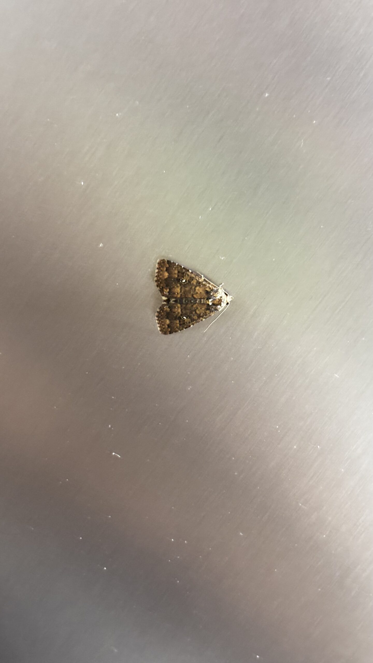 Campos dos Goytacazes